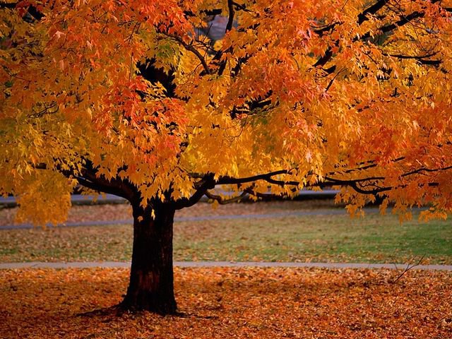золотая осень - дерево, листопад, осень - оригинал