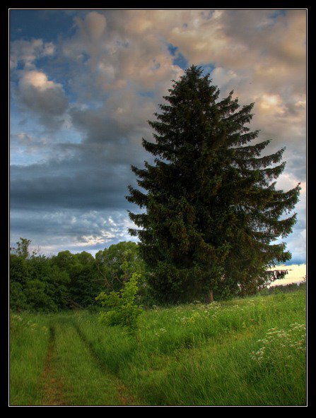 №54407 - деревья, дорога, облака, природа, пейзаж - оригинал