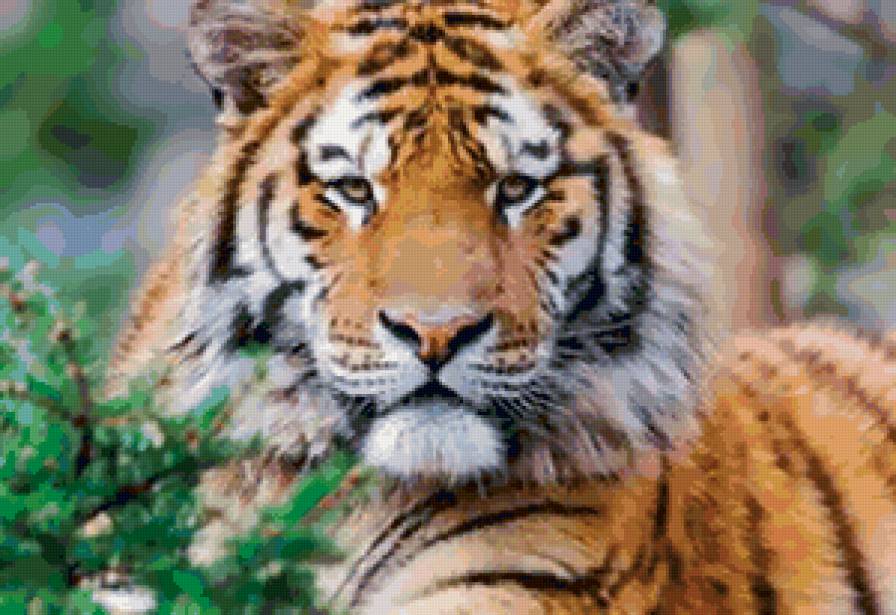 тигр - тигр, животные, звери - предпросмотр