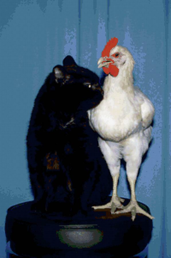 кур и кот - животные - предпросмотр