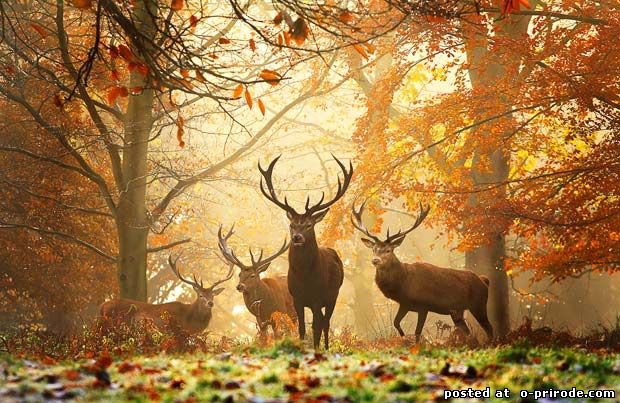 олени - осень, олени, лес, пейзаж, природа - оригинал