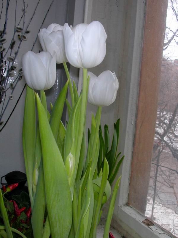 весна - весна, окно, тюльпаны, пейзаж, цветы, букет - оригинал