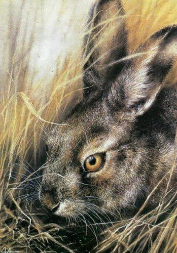 №55044 - животные, заяц, кролик, живопись, природа - оригинал
