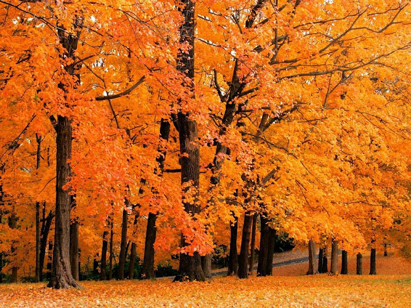 золотая осень - деревья, золотая осень, осень, листья - оригинал