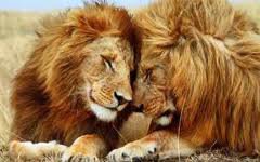 львы - пара, животные, любовь, львы, природа - оригинал
