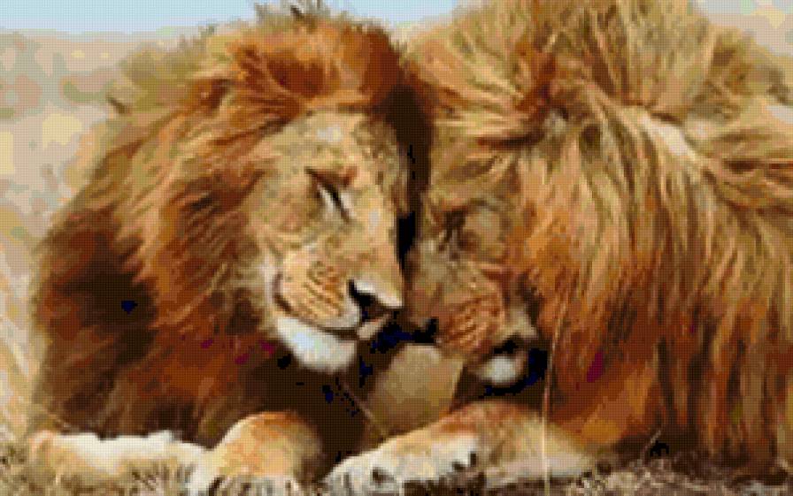 львы - природа, животные, львы, пара, любовь - предпросмотр