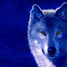 Оригинал схемы вышивки «Волк на голубом фоне» (№55567)