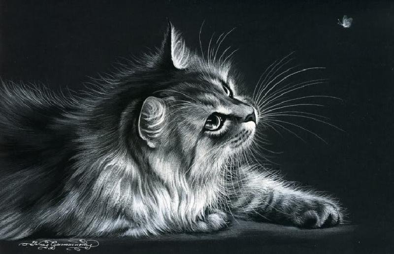 котик - кошки, черно-белое, животные, кошечки, картина - оригинал