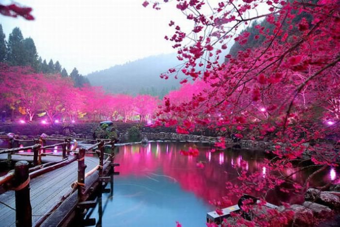 Цветущая сакура - река, сакура - оригинал