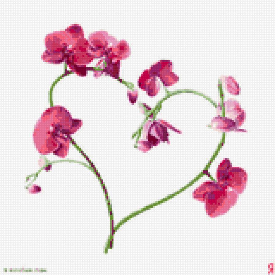 орхидеи - сердце, орхидеи - предпросмотр
