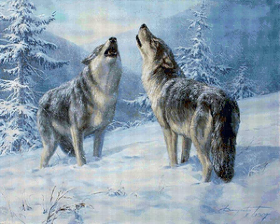 песня волков - животные, в лесу, волки - предпросмотр