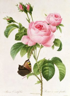 Розы и бабочка - душистые розы, розы, цветы, роза, флора, бабочка, розочки - оригинал