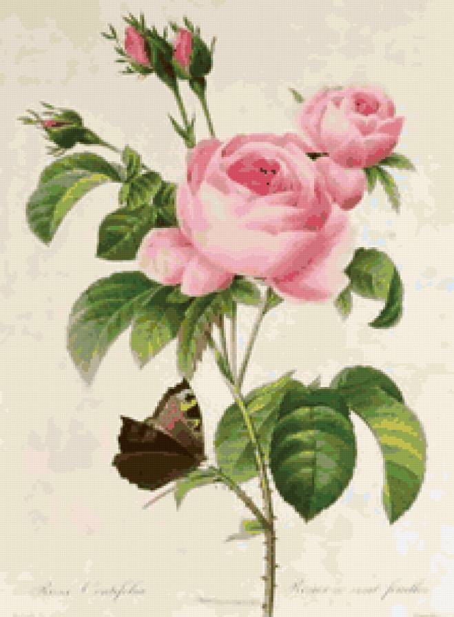 Розы и бабочка - розочки, флора, душистые розы, розы, цветы, бабочка, роза - предпросмотр