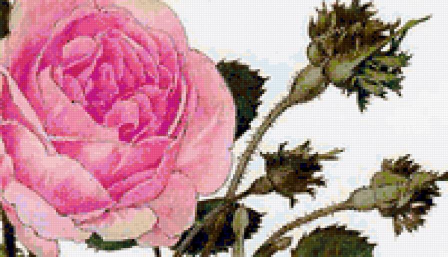 Роза - розы, душистые розы, флора, розочки, роза, цветок, цветы - предпросмотр