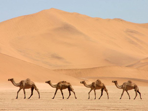 верблюды - пустыня - оригинал