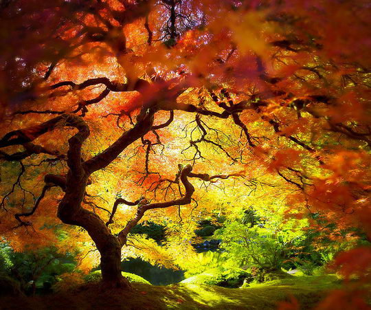 osen' - лес, осень, пейзаж - оригинал