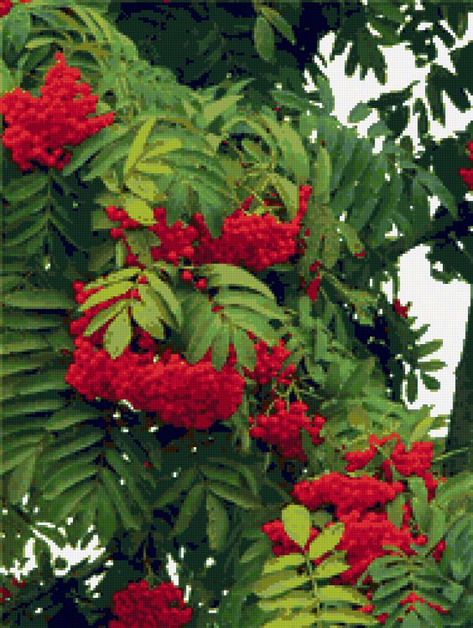 рябина кудрявая - ягоды, листья, рябина, осень - предпросмотр