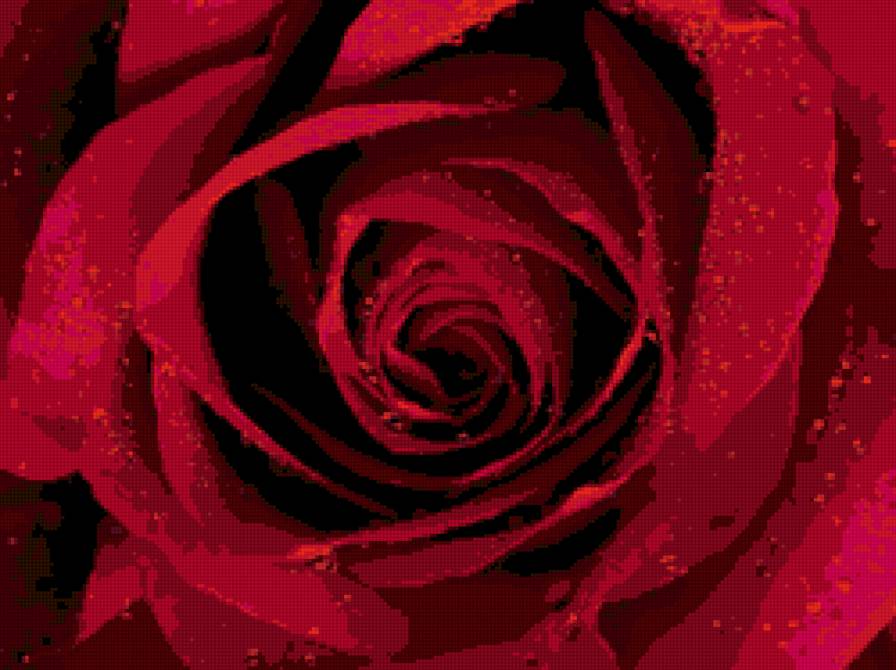 красная роза - цветы - предпросмотр
