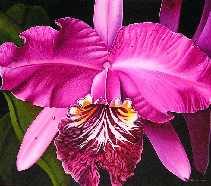 орхидея - орхидеи, цветы, цветок - оригинал