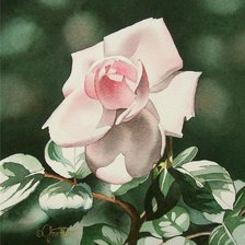 Оригинал схемы вышивки «роза» (№57868)