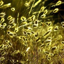Полевые растения в лучах солнца
