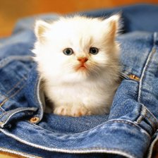 Схема вышивки «Котёнок в кармане джинсов»