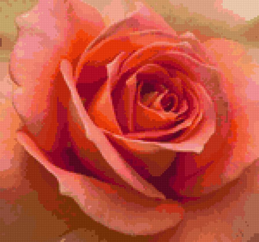 roza - cvety, roza - предпросмотр