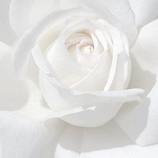 Оригинал схемы вышивки «белоснежная роза» (№58191)