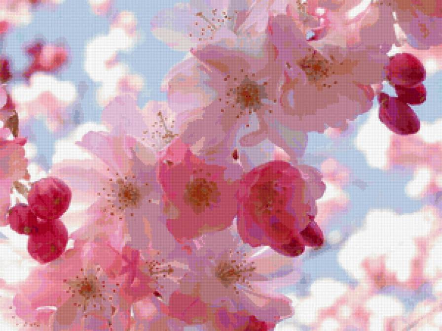 яблоневый цвет - цветы - предпросмотр
