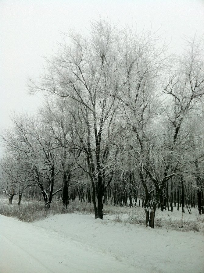 Зима - дорога, зимняя дорога, пейзаж, зимний лес, лес, деревья, зима - оригинал