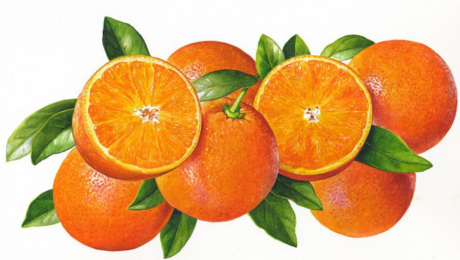 Апельсины - ветка, апельсин, фрукт - оригинал