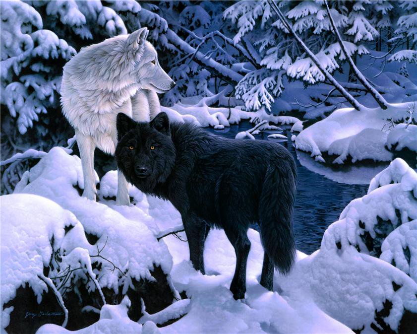 волки - хищники, волк, животные, природа - оригинал
