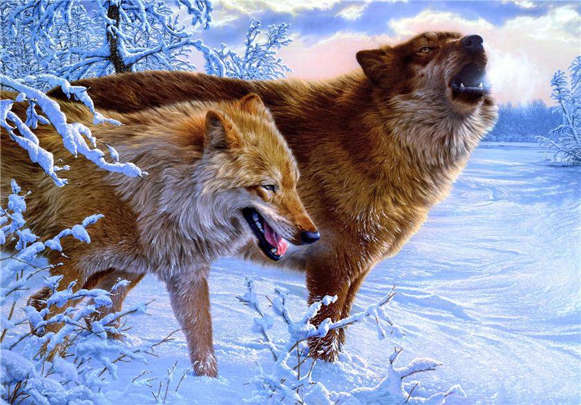 волки - животные, природа, волк, хищники, зима - оригинал