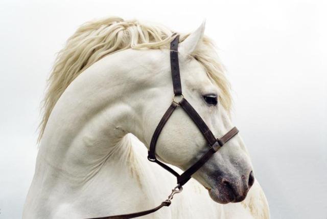 белогривый - конь, животные, лошади - оригинал