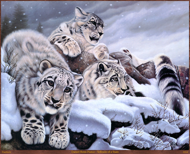 хищники - зима, кошки, картина, животные - оригинал