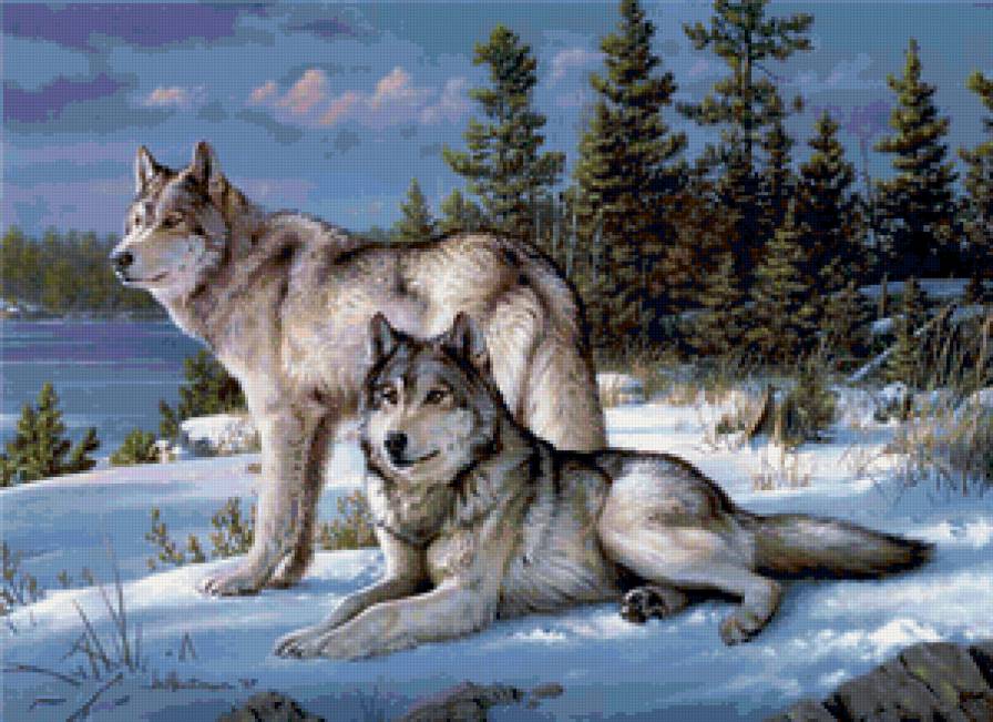 волки - картина, лес, зима, природа, животные, волк, хищники - предпросмотр