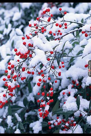 ягоды под снегом - снег, зима, времена года, ягоды - оригинал