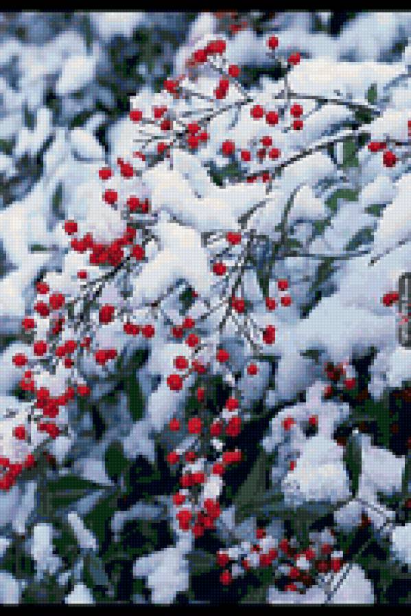 ягоды под снегом - зима, времена года, снег, ягоды - предпросмотр