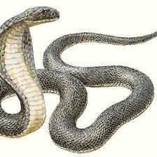Оригинал схемы вышивки «змея» (№59169)