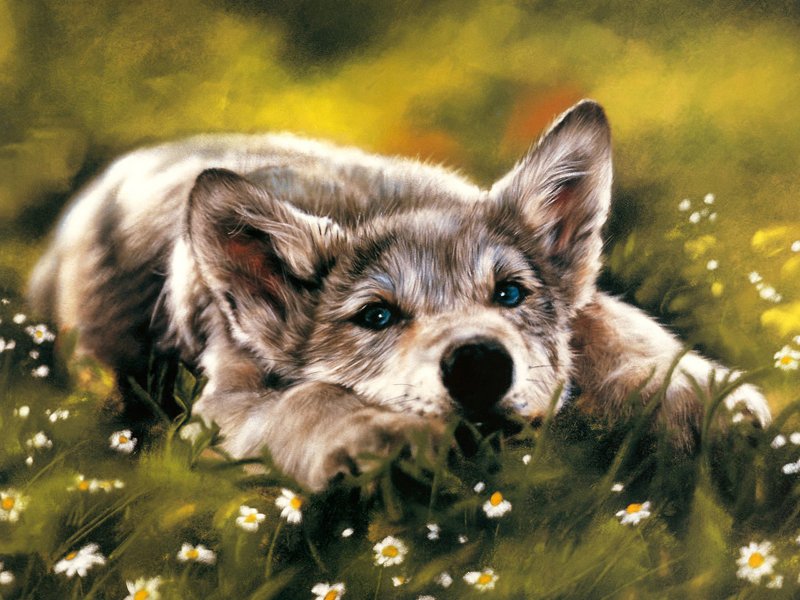 Грустный волчонок - волк, природа, животные - оригинал
