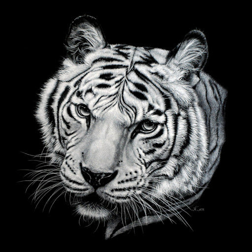 тигр - хищники, кошки, черно-белое, тигры, животные - оригинал