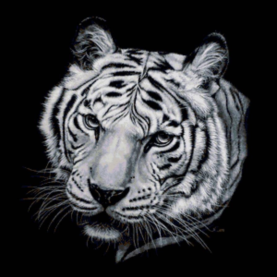 тигр - животные, черно-белое, кошки, хищники, тигры - предпросмотр