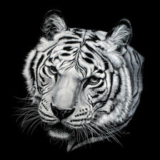 Оригинал схемы вышивки «тигр» (№59574)