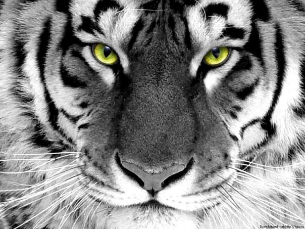 Взгляд - тигр - оригинал