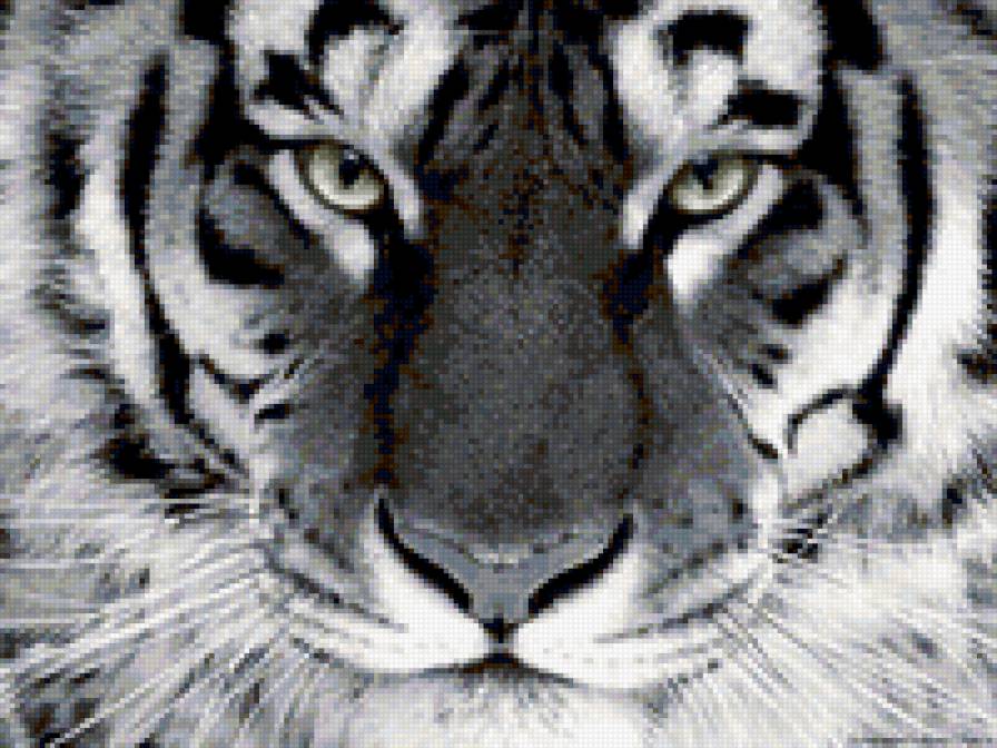 Взгляд - тигр - предпросмотр