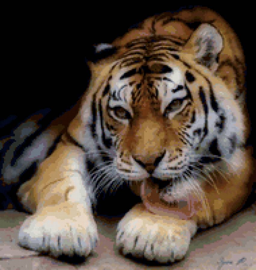 Хищник - хищник, тигр - предпросмотр