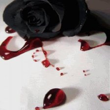 Роза и капли крови