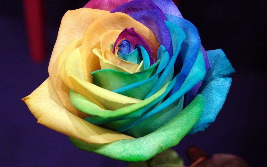 Необычная роза2 - роза, красота - оригинал