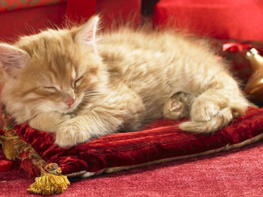 Котёнок дремлет на подушке - оригинал