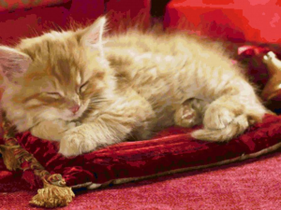 Котёнок дремлет на подушке - предпросмотр